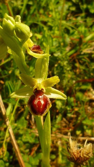 ophrys araenola ou virescens